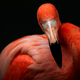 Illustration for article titled Uptight Flamingos Will Only Have Sex to Marvin Gaye Slow Jams